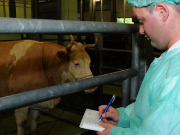Control of animals at the abattoir